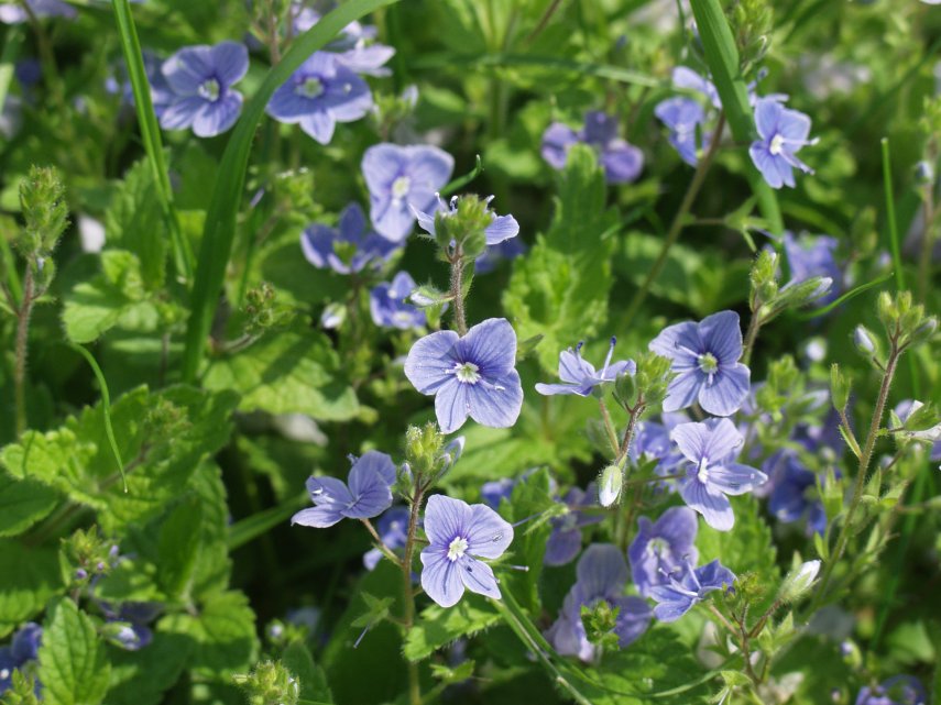Germander Speedwell (Veronica chamaedrys), Barnack Hills and Holes, Northamptonshire, England, Great Britain