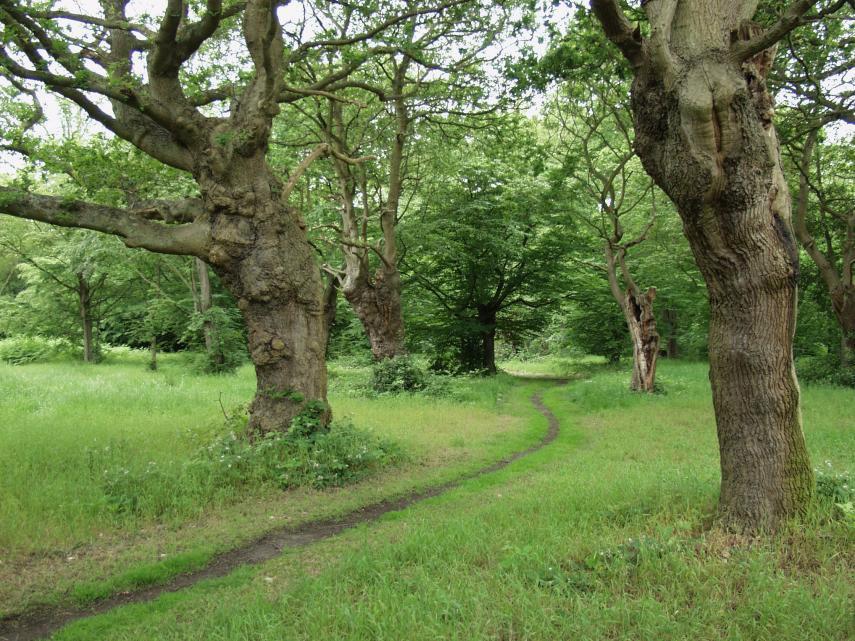 Bury Wood, Epping Forest, Essex.