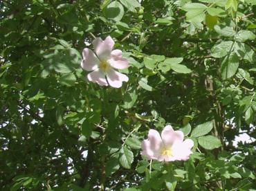 dog rose hedge