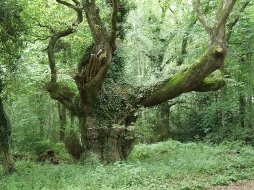 Oak Tree Forest