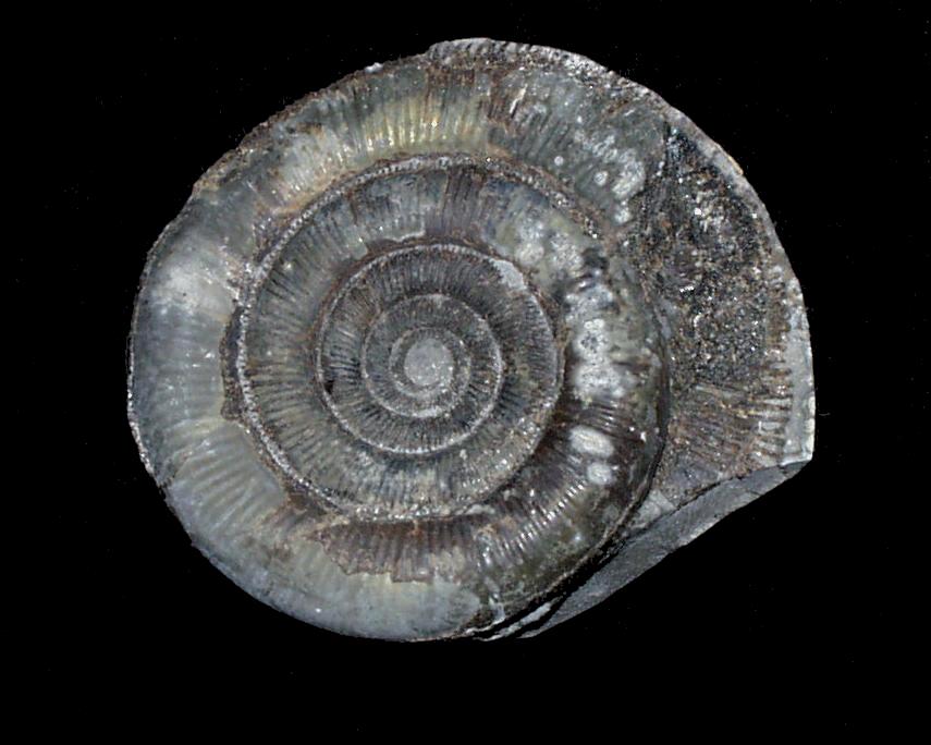 An ammonite (Dactylioceras tenuicostatum), Kettleness, Yorkshire, England, Great Britain