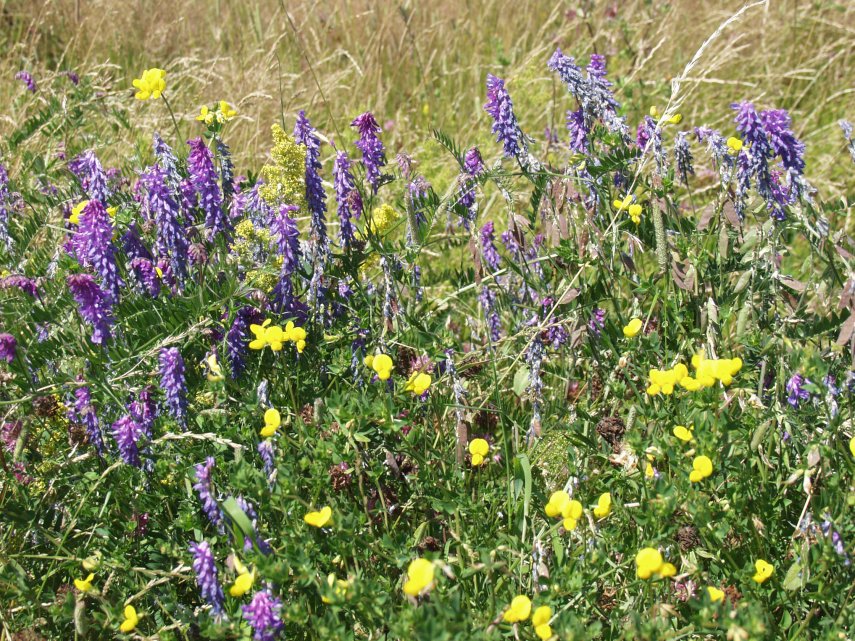 Tufted Vetch and Birdsfoot Trefoil, St. Peter's Chapel, Bradwell-on-Sea, Essex, England, Great Britain