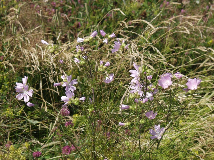 Musk Mallow, St. Peter's Chapel, Bradwell-on-Sea, Essex, England, Great Britain