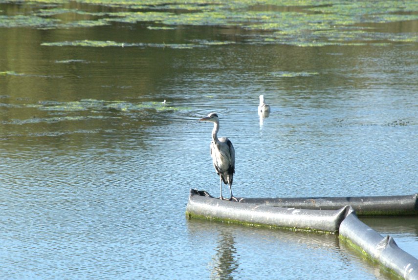 A Heron, Caen Hill Locks, Rowde, Devizes, Wiltshire, England, Great Britain