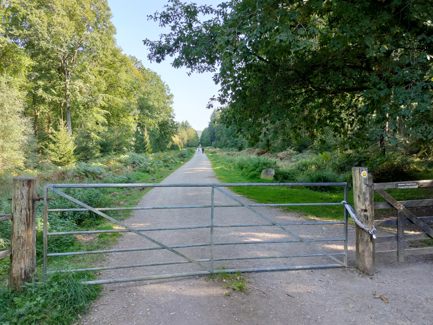 Spuce Ride, Forest of Dean.