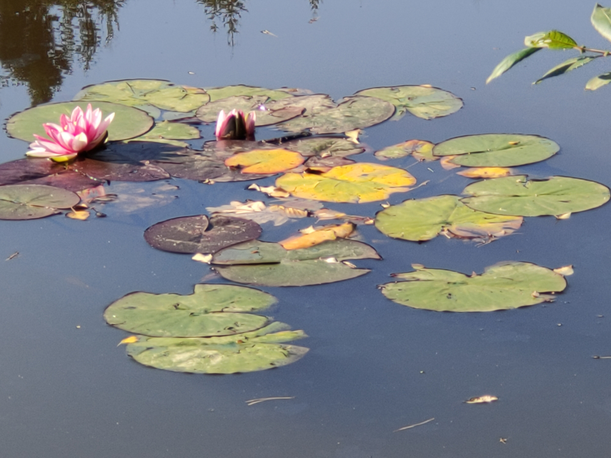 Water Lilies, Speech House Lake, Forest of Dean.