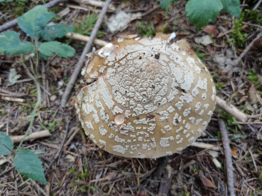 Fungi, Forest of Dean