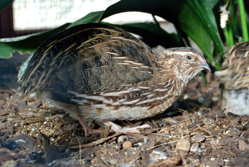 Quail, Barbican Conservatory, London, England, Great Britain