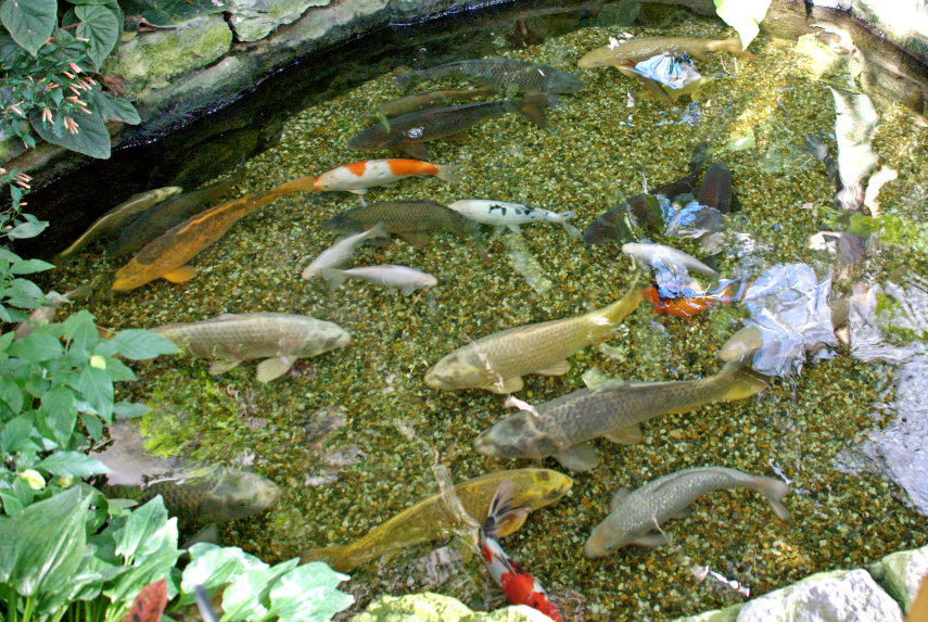 Fish, Barbican Conservatory, London, England, Great Britain