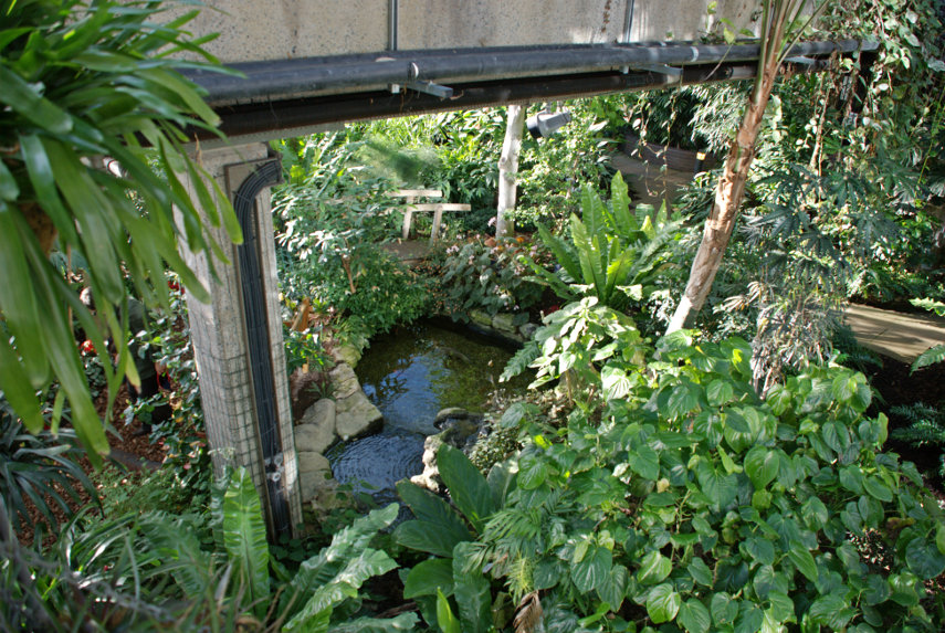 A Pond seen from a high level walkway, Barbican Conservatory, London, England, Great Britain