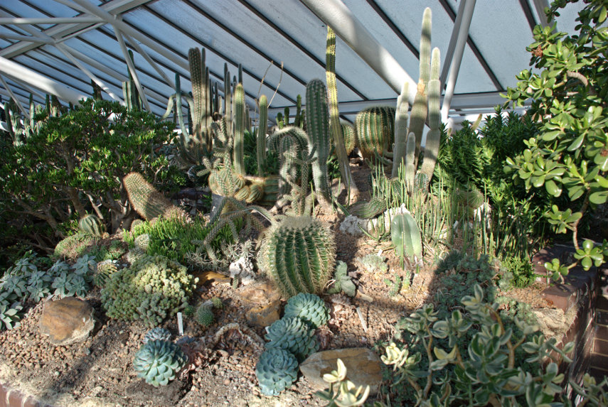 Cacti, Barbican Conservatory, London, England, Great Britain