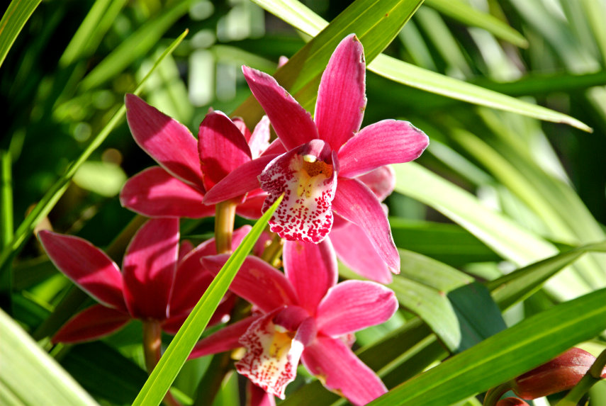 An Orchid, Barbican Conservatory, London, England, Great Britain