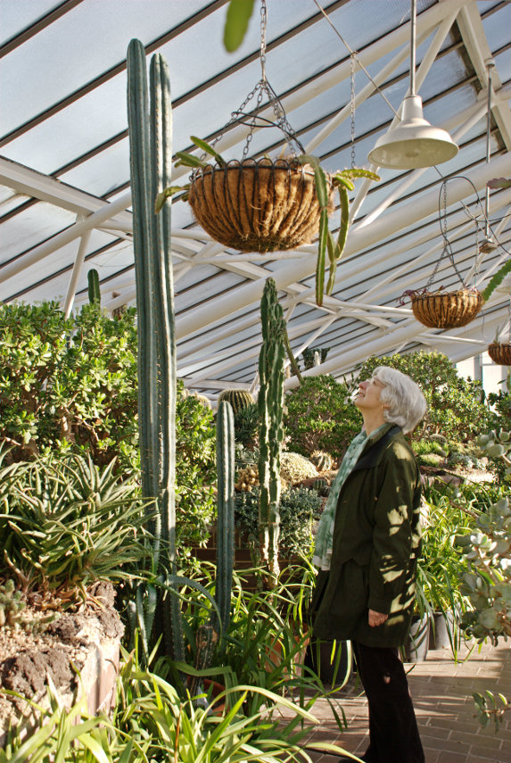 Tall Cacti, Barbican Conservatory, London, England, Great Britain