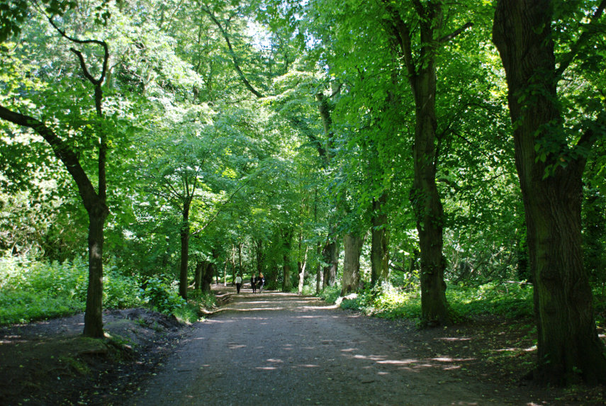 Woods, Hampstead Heath, London, England, Great Britain