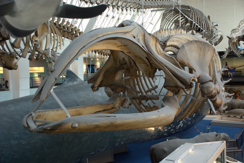 Skeleton of a Black Right Whale, Natural History Museum, South Kensington, London, England, Great Britain