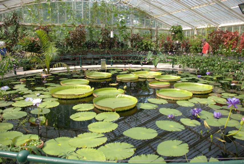 The Water Lily House Interior, Kew Gardens, London, England, Great Britain