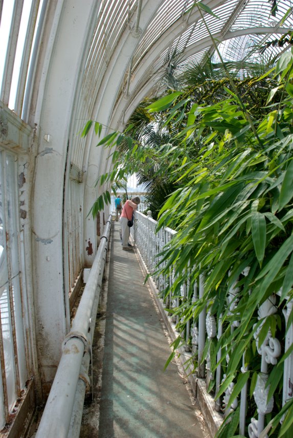 On the High Level Walkway, Palm House, Kew Gardens, London, England, Great Britain