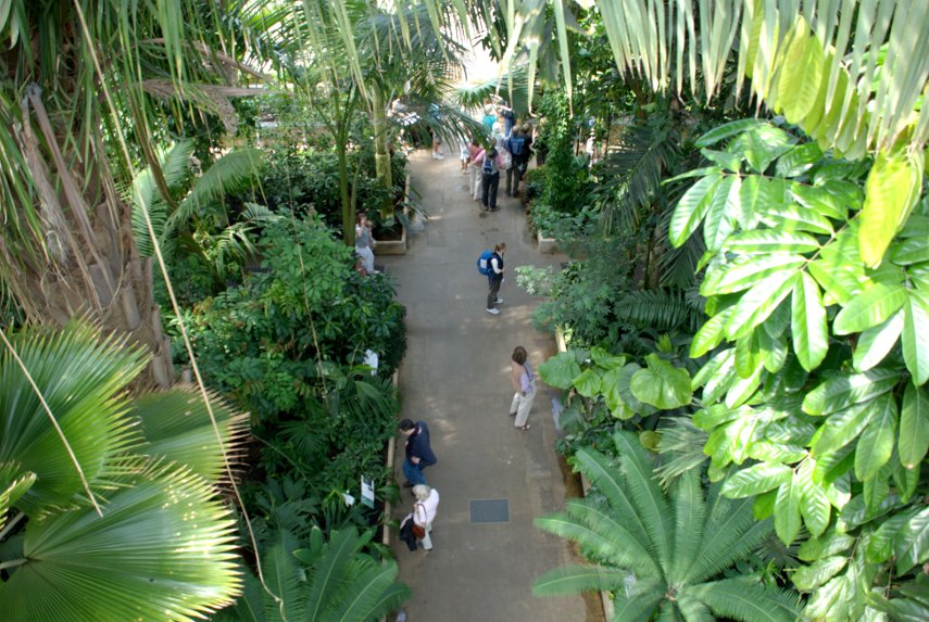 Looking down from the High Level Walkway , Palm House, Kew Gardens, London, England, Great Britain