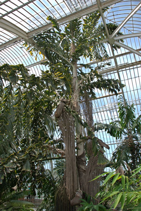 A Tall Palm, Palm House, Kew Gardens, London, England, Great Britain