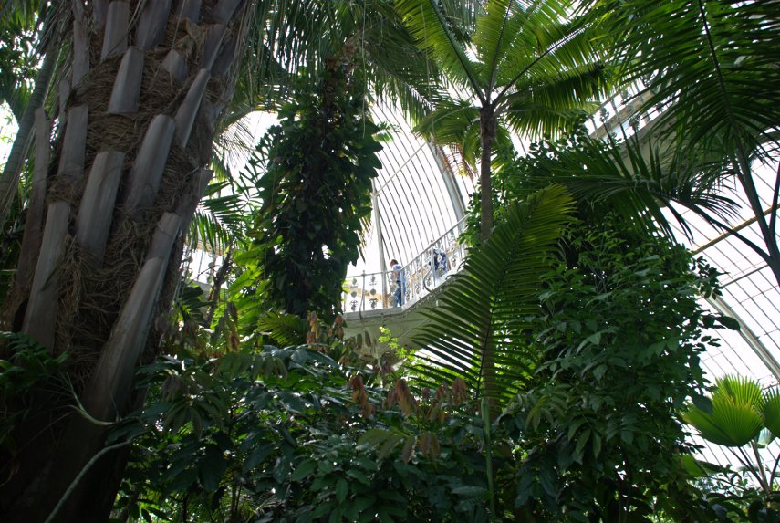 A High Level Walkway, Palm House, Kew Gardens, London, England, Great Britain