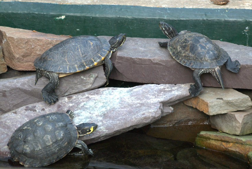 Yellow Bellied Terrapins, Plantasia, Swansea, Glamorgan, Wales, Great Britain