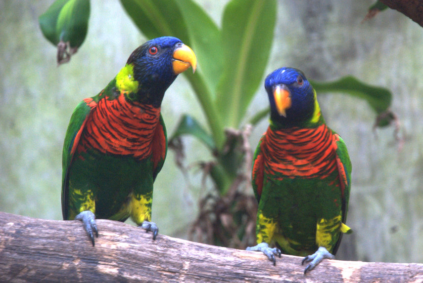 Lorikeets, Plantasia, Swansea, Glamorgan, Wales, Great Britain