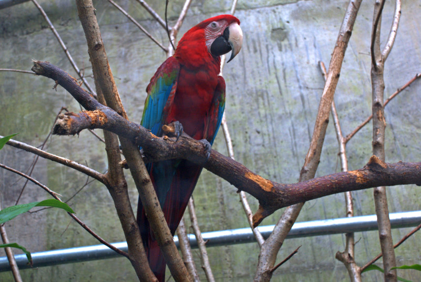 A Green-winged Macaw, Plantasia, Swansea, Glamorgan,, Wales, Great Britain