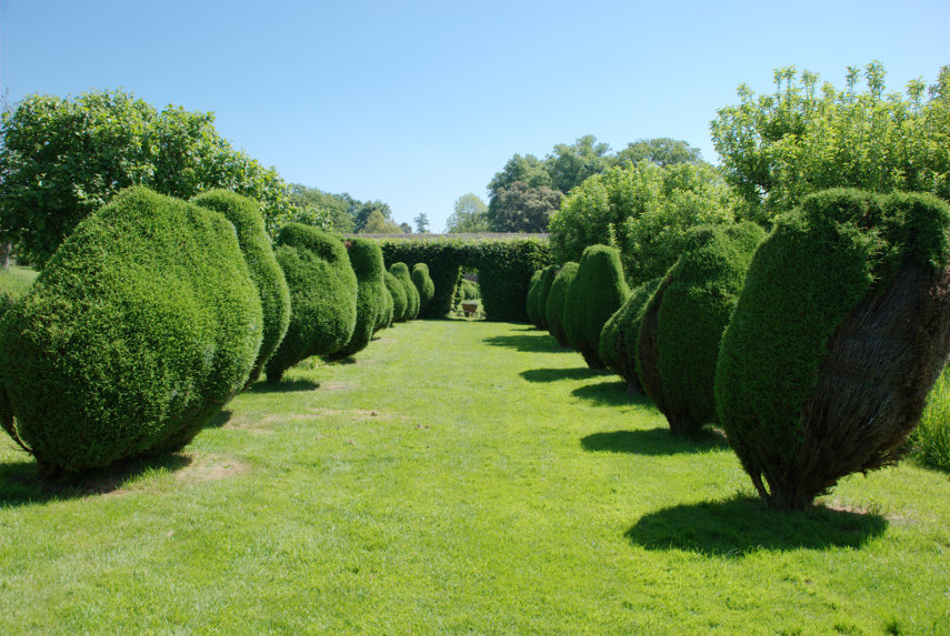 A Topiary Avenue, Croft Castle, Yarpole, Herefordshire, England, Great Britain