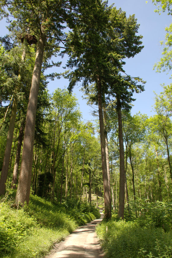 Douglas Fir, Croft Castle, Yarpole, Herefordshire, England, Great Britain